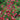Evening Gown Red Cosmos Seeds, 2g