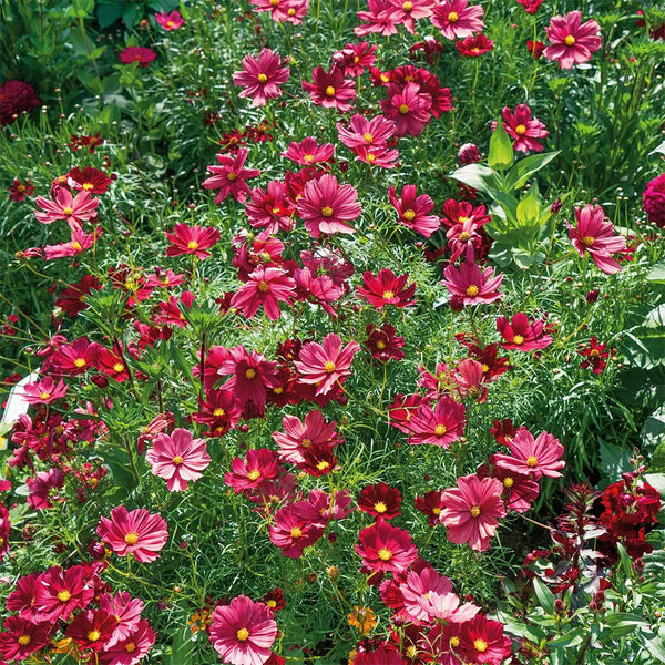 Evening Gown Red Cosmos Seeds, 2g