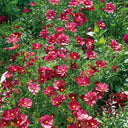 Evening Gown Red Cosmos Seeds, 2g