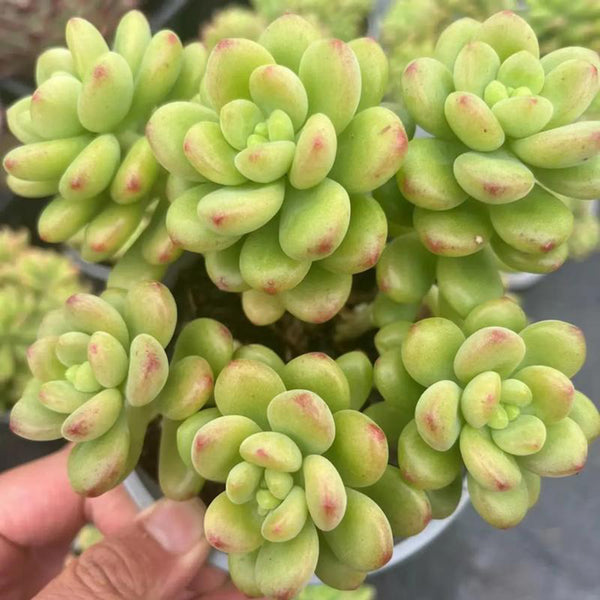Echeveria cv. 'Shangri-La', 3pcs x 1-head