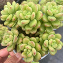 Echeveria cv. 'Shangri-La', 3pcs x 1-head
