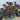 Madagascar Periwinkle, 100 Seeds