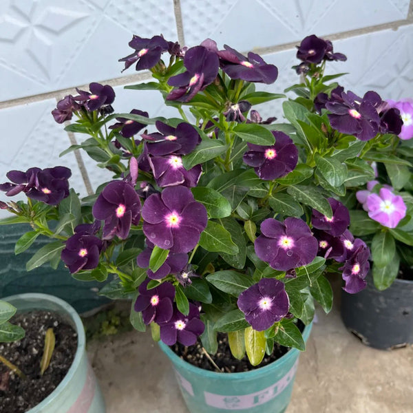 Madagascar Periwinkle, 100 Seeds