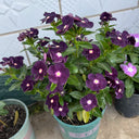 Madagascar Periwinkle, 100 Seeds