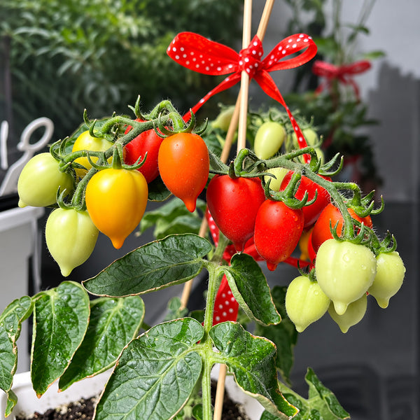 553 Little Heartbreaker Tomato, 5 Seeds