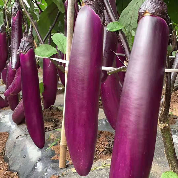 Chongqing Early No.1 Purple-Red Eggplant Seeds, 8g