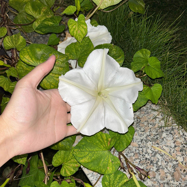 Moonflower, 3 Seeds