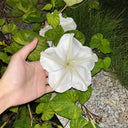 Moonflower, 3 Seeds