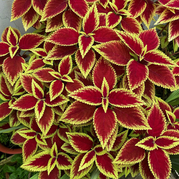 Garden Coleus Mixed Seeds, 200 Seeds