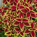 Garden Coleus Mixed Seeds, 200 Seeds