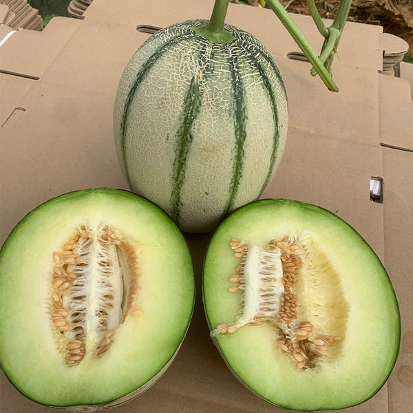 Basketball Green Hybrid Melon Seeds, 20 Seeds