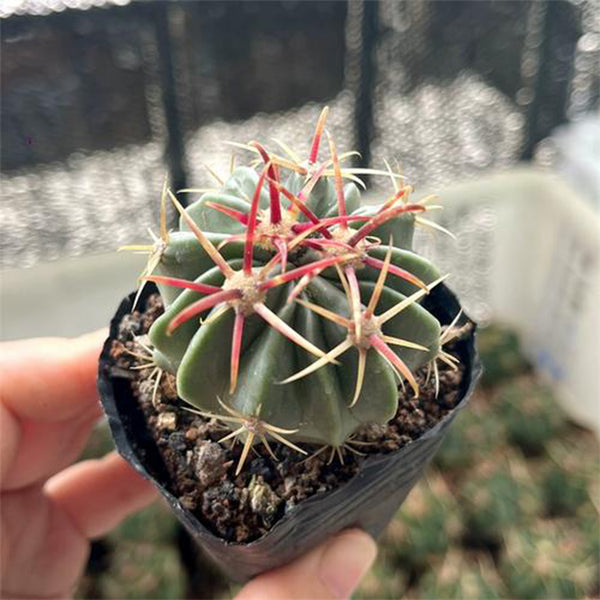 Ferocactus latispinus 'Sunrise', 3-4cm