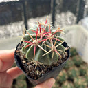 Ferocactus latispinus 'Sunrise', 3-4cm