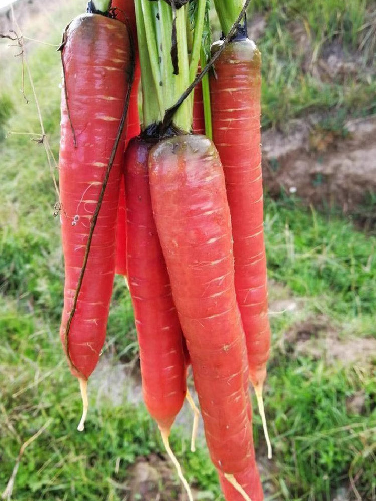 Purple-red Carrots, Pack of 1500