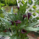 'Chief' Calla Lily, 16/18cm Circumference, 1 Bulb
