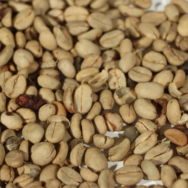 Yunnan Pu'er Catimor Parchment Coffee, 50 Seeds