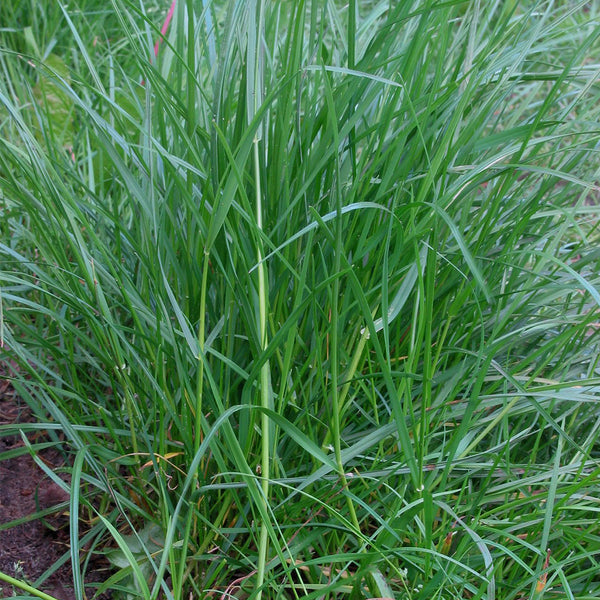 Fairy Green Perennial Ryegrass Seeds, 200g