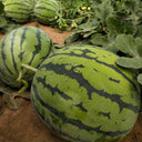 “Jinxiu Tianwang” Watermelon Seeds, 200 Seeds