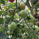 'Eden No. 2' Tomato Seeds, 5 Seeds