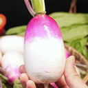 Sweet Pear' Radish Seeds, 10g