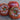 851 Roger Z Tomato, 5 Seeds