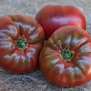 851 Roger Z Tomato, 5 Seeds
