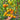 404 Little Sunburst Tomato, 5 Seeds