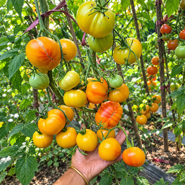 404 Little Sunburst Tomato, 5 Seeds