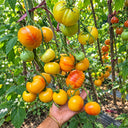 404 Little Sunburst Tomato, 5 Seeds
