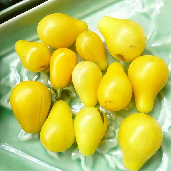 Yellow Pear Tomato Seeds, 100 Seeds