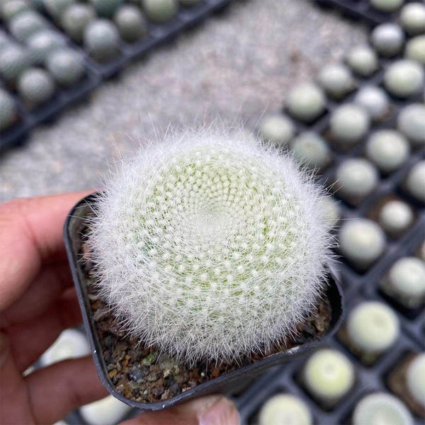 Parodia haselbergii, 3-4cm