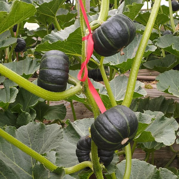 Zhongbei No.2 Pumpkin Seeds, 50 Seeds