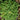 Green Carpet Rupturewort, 20 Seeds