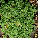 Green Carpet Rupturewort, 20 Seeds