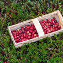 American Cranberry, 5 Seeds