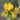 652 Teralu Yellow Tomato, 5 Seeds