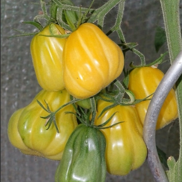 652 Teralu Yellow Tomato, 5 Seeds