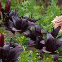 Lilium 'Black Knight', 12/14cm Circumference, 2 Bulbs