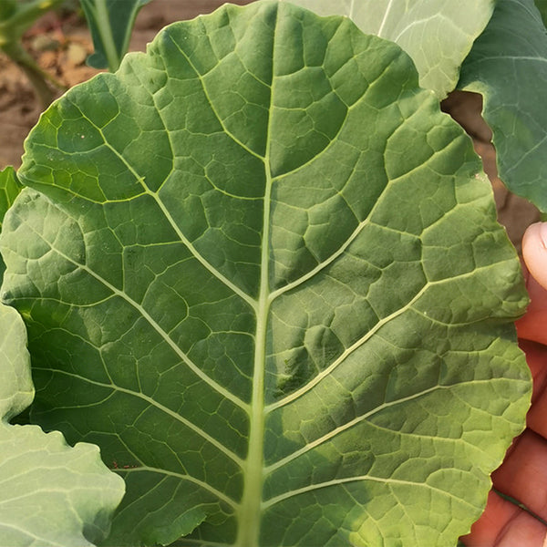 Yuanfeng Leaf Cabbage Hybrid, 100 Seeds