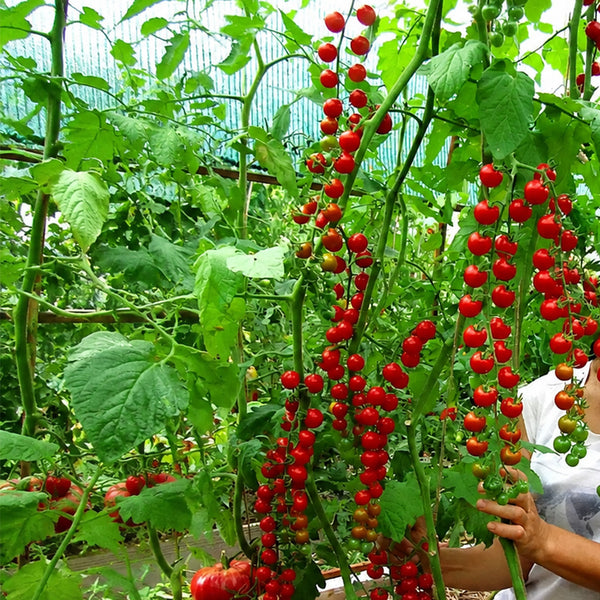 648 Eva Red Berry Tomato, 5 Seeds