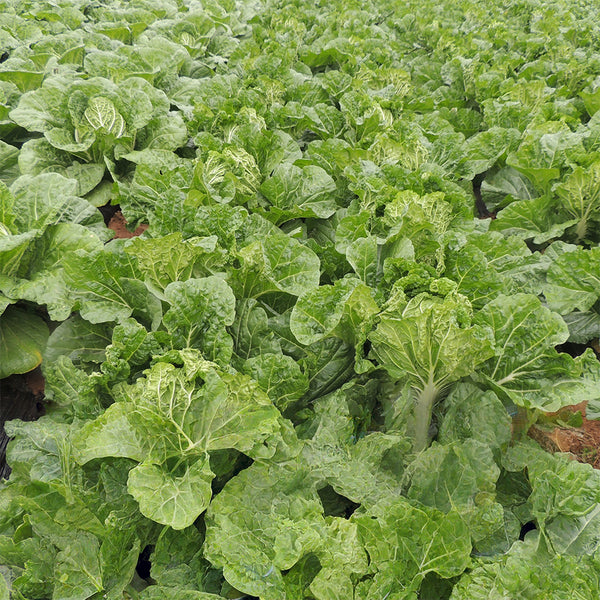 'Qiuguan 70' Chinese Cabbage Seeds, 10g