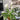 'White Art' Calla Lily, 16/18cm Circumference, 1 Bulb