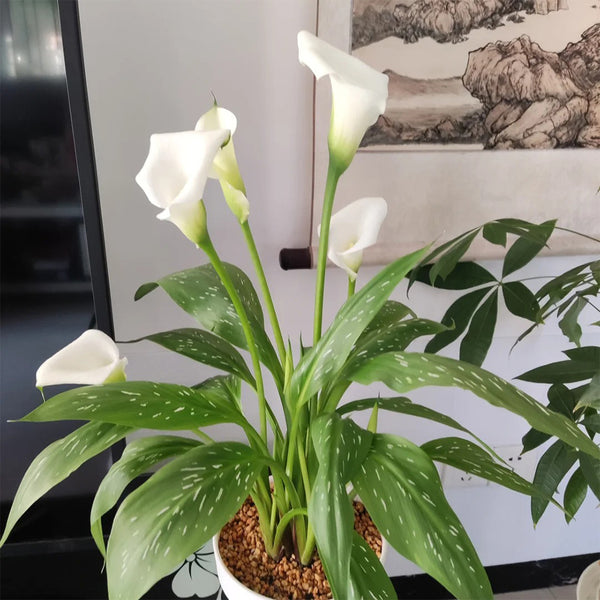 'White Art' Calla Lily, 16/18cm Circumference, 1 Bulb
