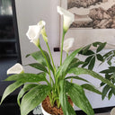 'White Art' Calla Lily, 16/18cm Circumference, 1 Bulb