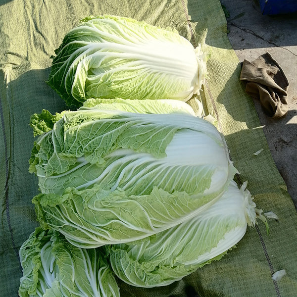 'Jiaoyan 5869' Chinese Cabbage Seeds, 10g