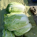 'Jiaoyan 5869' Chinese Cabbage Seeds, 10g