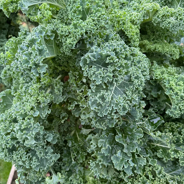 Curly Kale Seeds, 200 Seeds