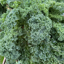 Curly Kale Seeds, 200 Seeds
