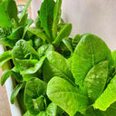 Green Peacock Lettuce Seeds, 3g