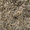 Turf-Type Tall Fescue Seeds, 50 Grams ≈ 20000 Seeds